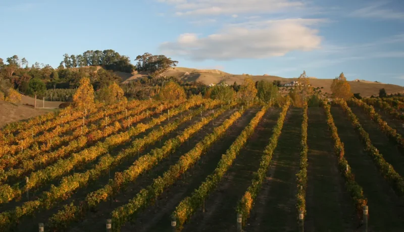 Sunset_Vineyard_Views_тАУ_HawkeтАЩs_Bay_countryside_06