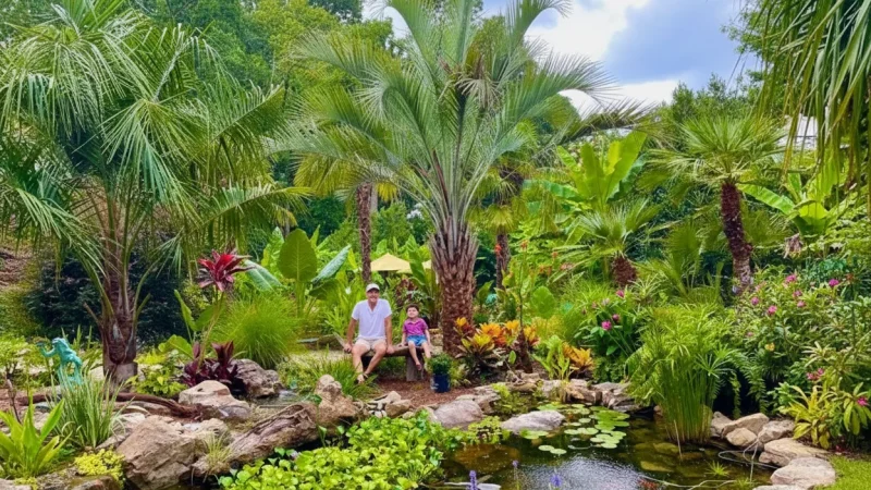 Surrounding Palm Groves – Natural Scenery(5)