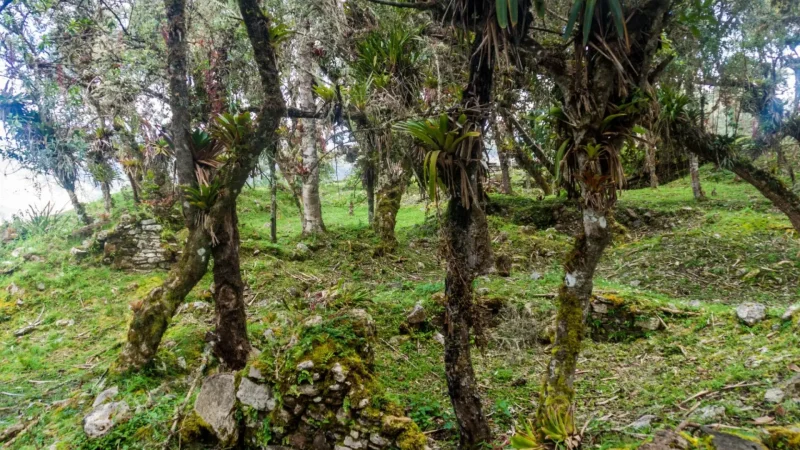 Surrounding_Cloud_Forest_–_Misty_mountain_vegetation__06