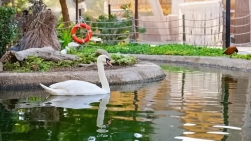Swan Pon(1)