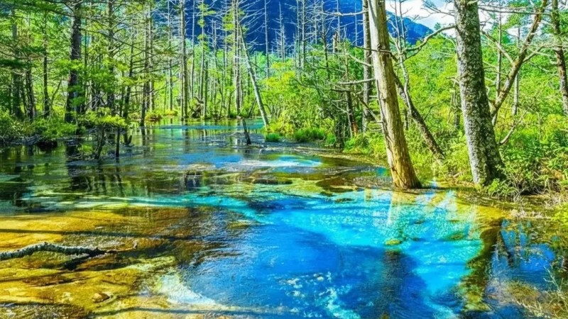 Tashiro Pond(5)