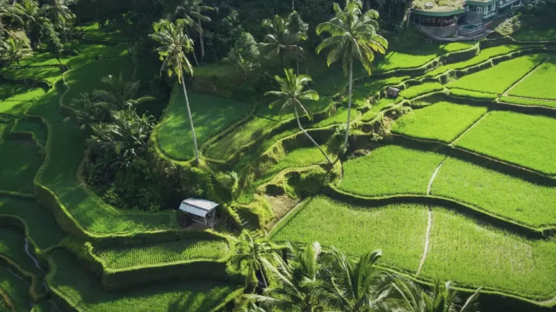 Tegallalang Rice Terraces(6)