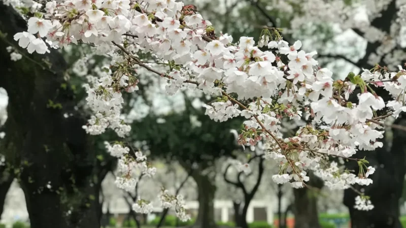Tegarayama Central Park(2)
