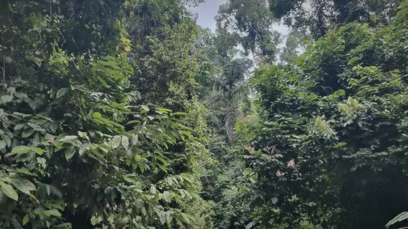 Tembaling Waterfall (Danum Valley area)(5)