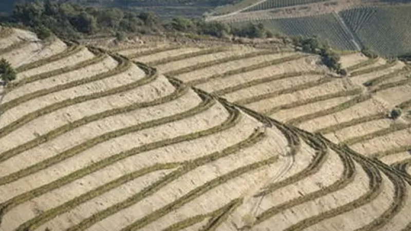 Terraced Vineyards – Stepped landscapes(4)