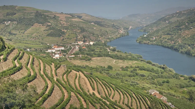 Terraced Vineyards – Stepped landscapes(5)