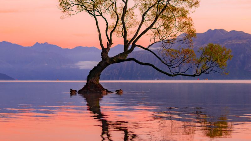 ThatWanakaTree_at_Sunrise