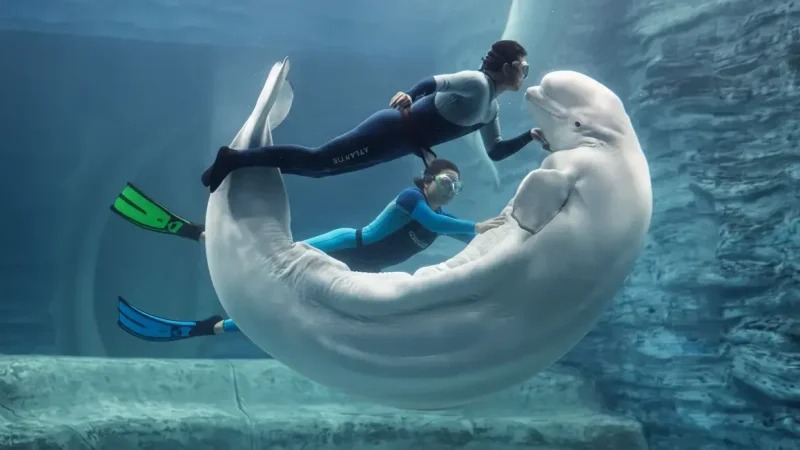 The Lost Chambers Aquarium 06