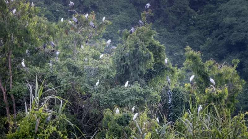 Thung Nham Bird Park (Nearby Area)(5)