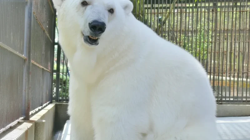 Tobe Zoo (とべ動物園)(1)