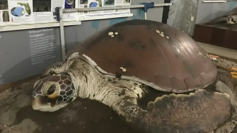 Tortuguero National Park Museum 04