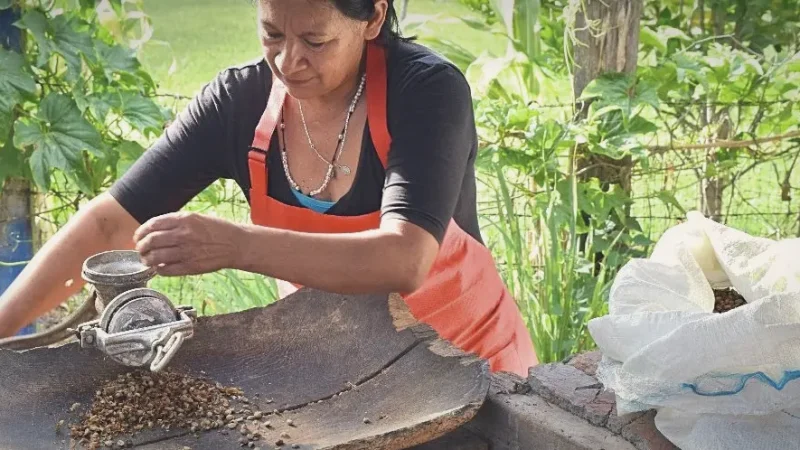 Traditional Coffee Farms – Regional agriculture(2)
