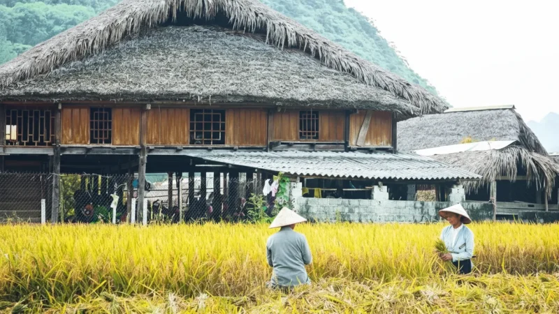 Traditional Homes in Outskirts – Cultural architecture(6)