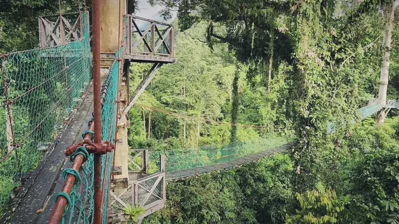 Tree Canopy Walkway(4)