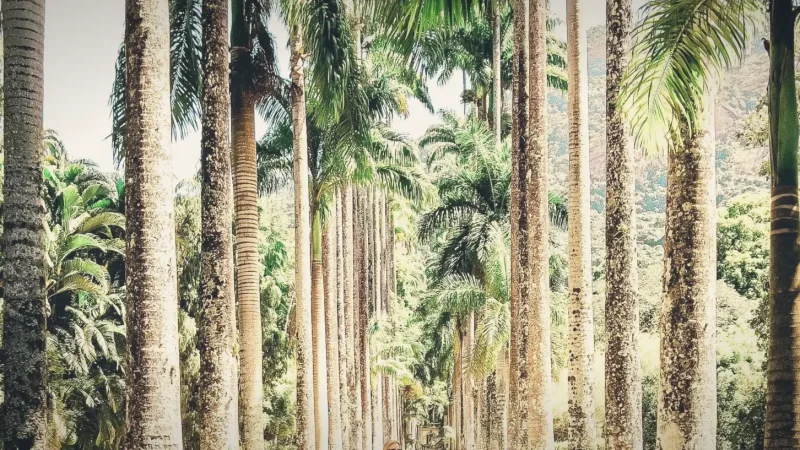 Tree-Lined Walkways – Relaxed walking paths(2)