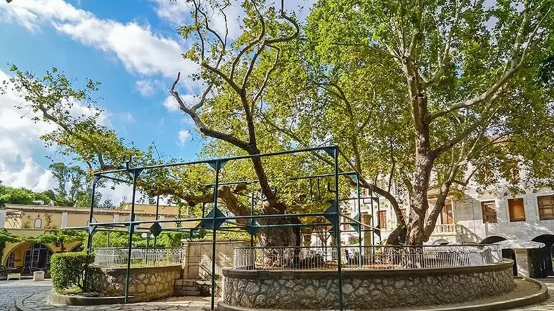 Tree_of_Hippocrates_05