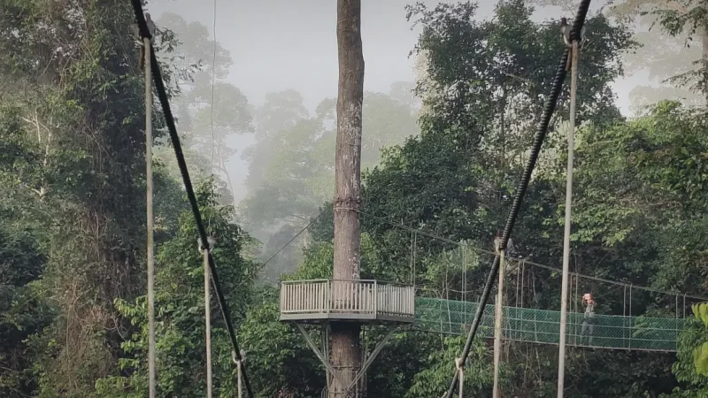 Tropical Birdwatching Tower(5)