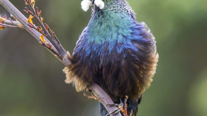 Tui_(Prosthemadera_novaeseelandiae)_Tiritiri_Matangi