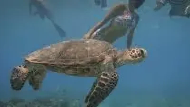 Turtle Beach –(6)