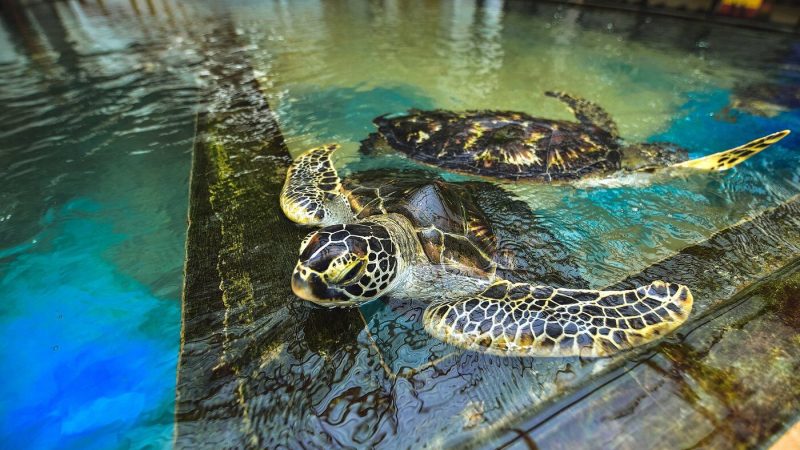 Turtle Hatchery – Habaraduwa Kosgoda1