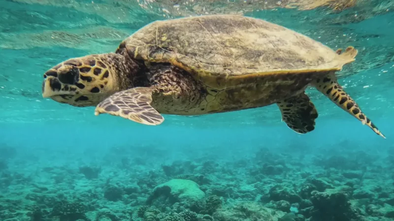 Turtle Point – Turtle snorkeling area(3)