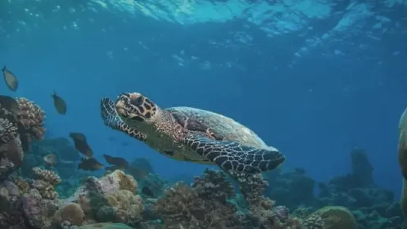Turtle Point(1)