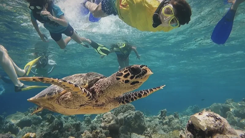 Turtle Point(4)
