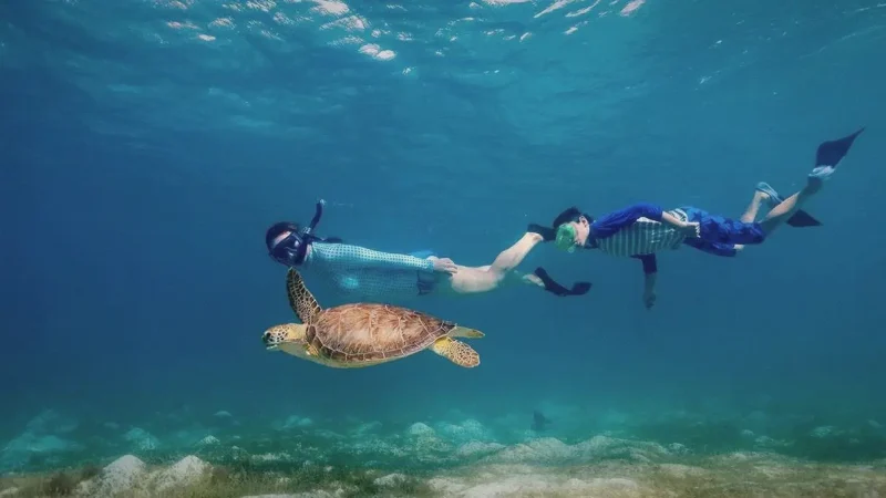 Turtle Point(5)