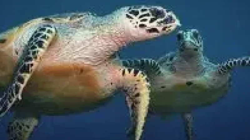 Turtle Point(6)