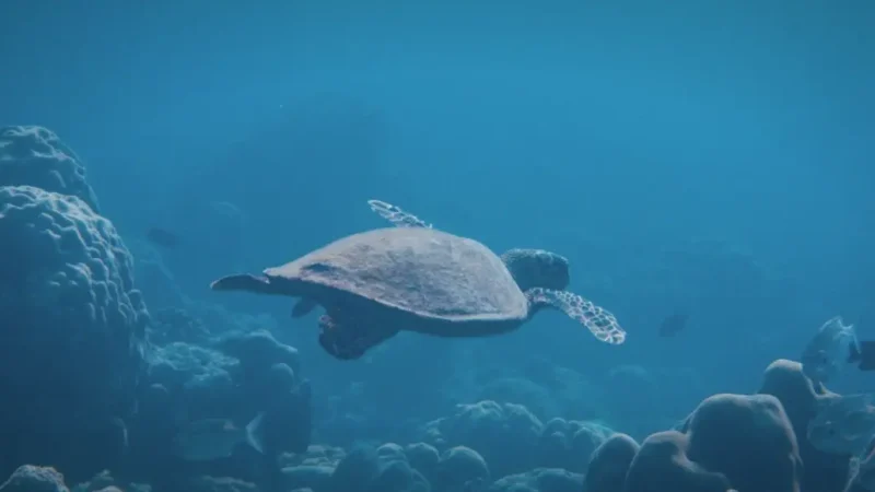 Turtle Reef – Sea Turtle Spot(6)