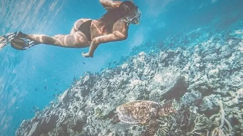 Turtle Reef(3)