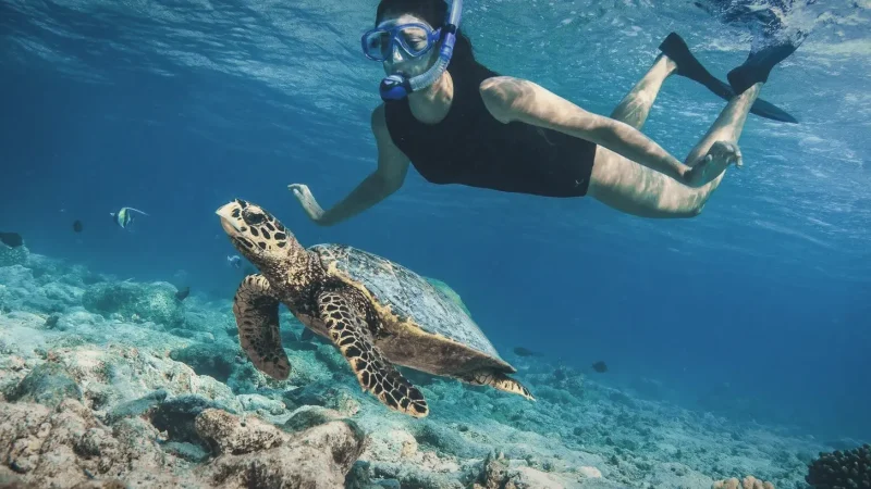Turtle Reef(5)