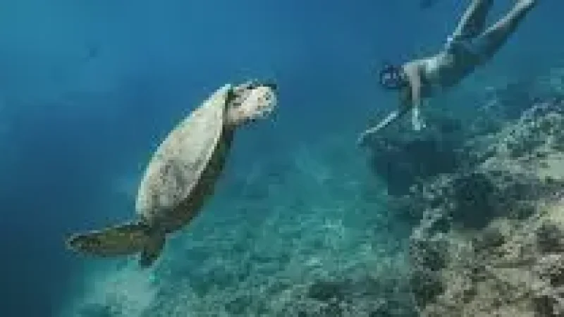 Turtle Snorkeli(3)