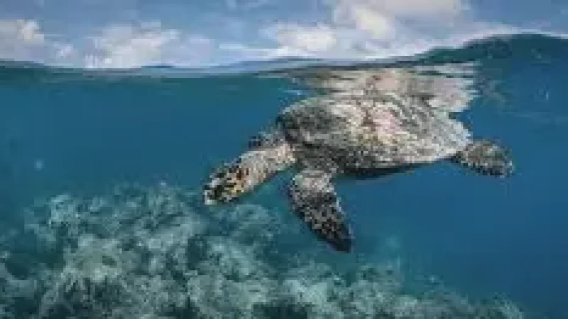 Turtle Snorkeling Are(5)