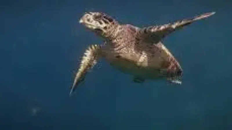 Turtle Snorkeling Area – A shallow reef ideal for turt(6)
