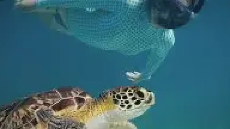 Turtle Snorkeling Area – A shallow reef suitable for turtle s(4)