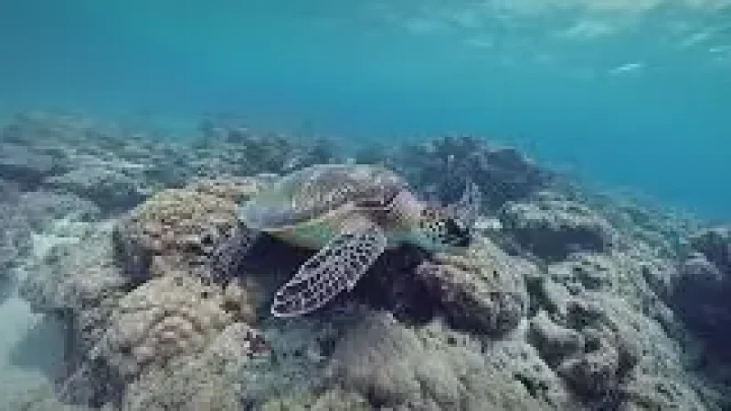 Turtle Snorkeling Area – A shallow reef wit(3)