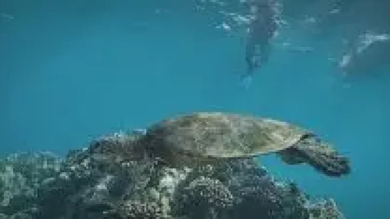 Turtle Snorkeling Area – A shallow reef with(6)