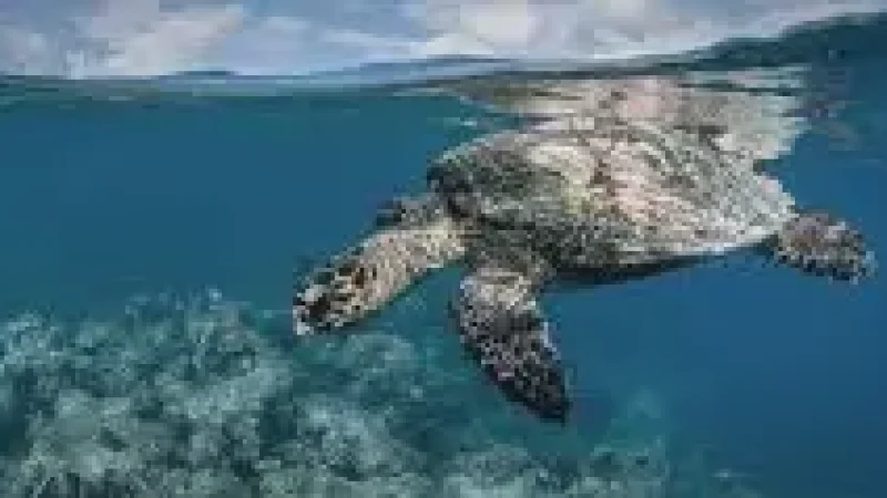 Turtle Snorkeling Area –(4)