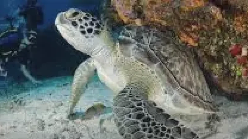 Turtle Snorkeling Area(1)