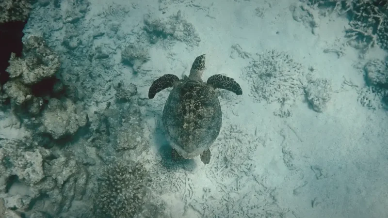 Turtle Snorkeling Area(4)