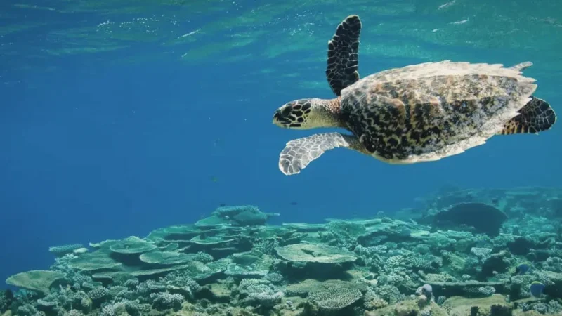 Turtle Snorkeling Area(5)