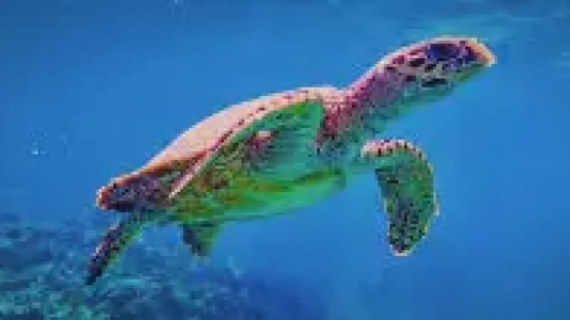 Turtle Snorkeling Area(6)