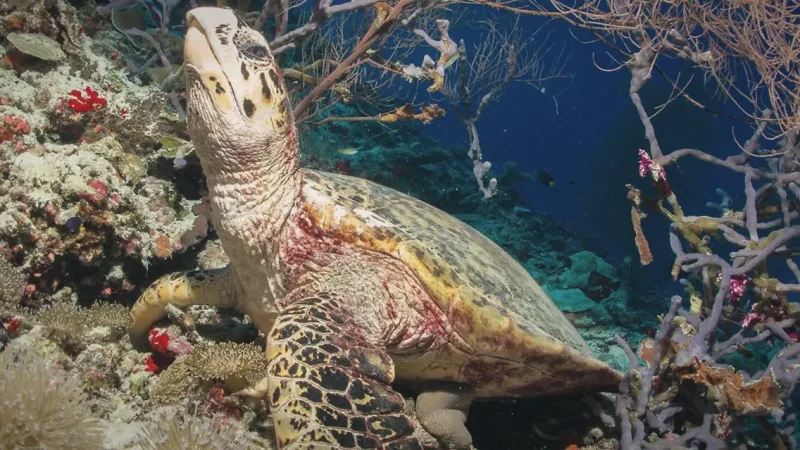 Turtle Snorkeling Points(4)