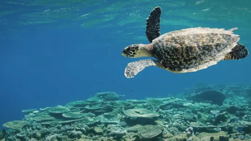 Turtle Snorkeling Points(5)
