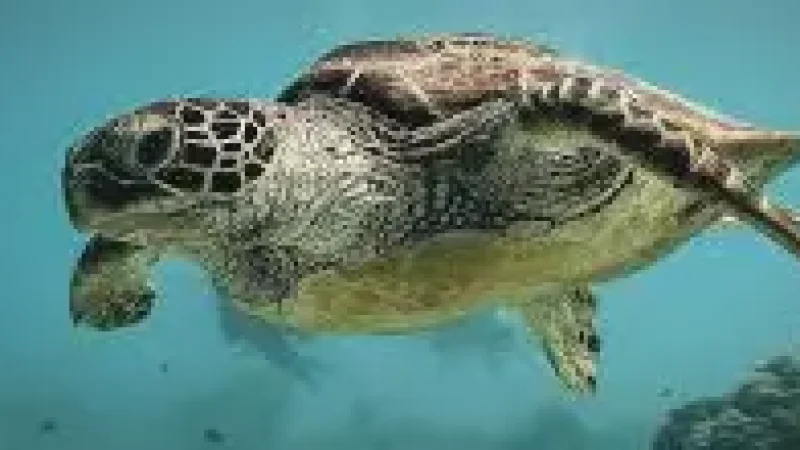 Turtle Snorkeling Spot – A marine area suitable for turtle(3)