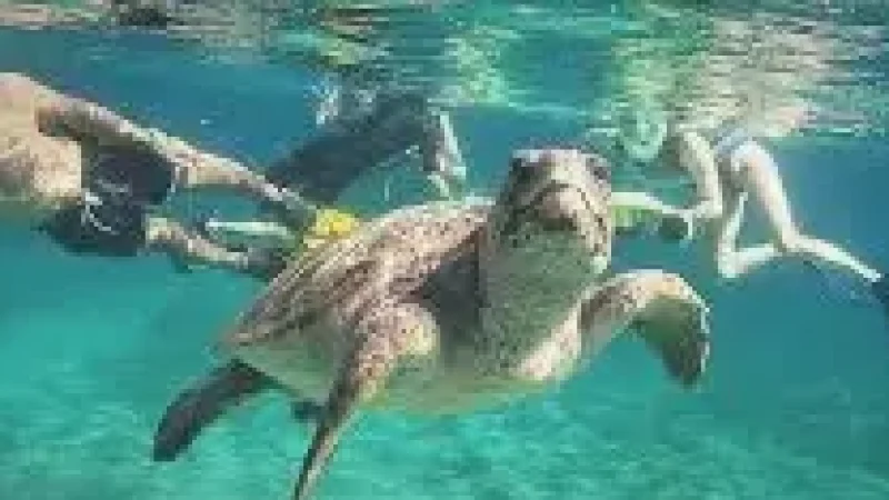 Turtle Snorkeling Spot – A peaceful shallow(2)