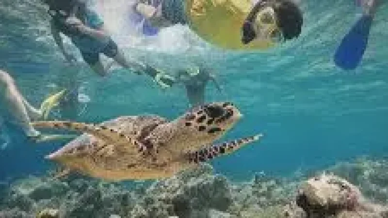 Turtle Snorkeling Spot – A shallow reef ide(2)