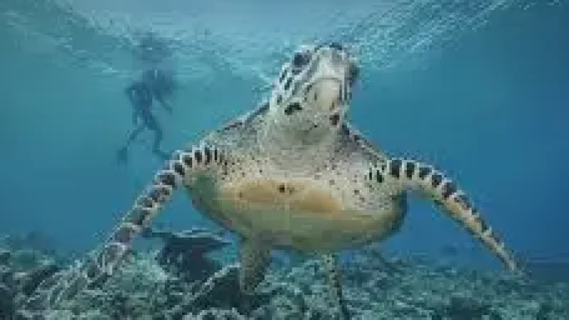 Turtle Snorkeling Spot – A shallow reef ideal for turtle(3)