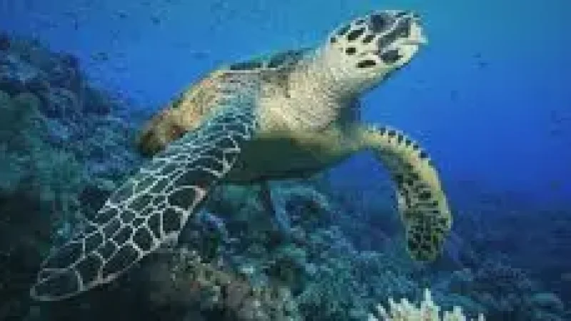Turtle Snorkeling Spot – A shallow reef(5)